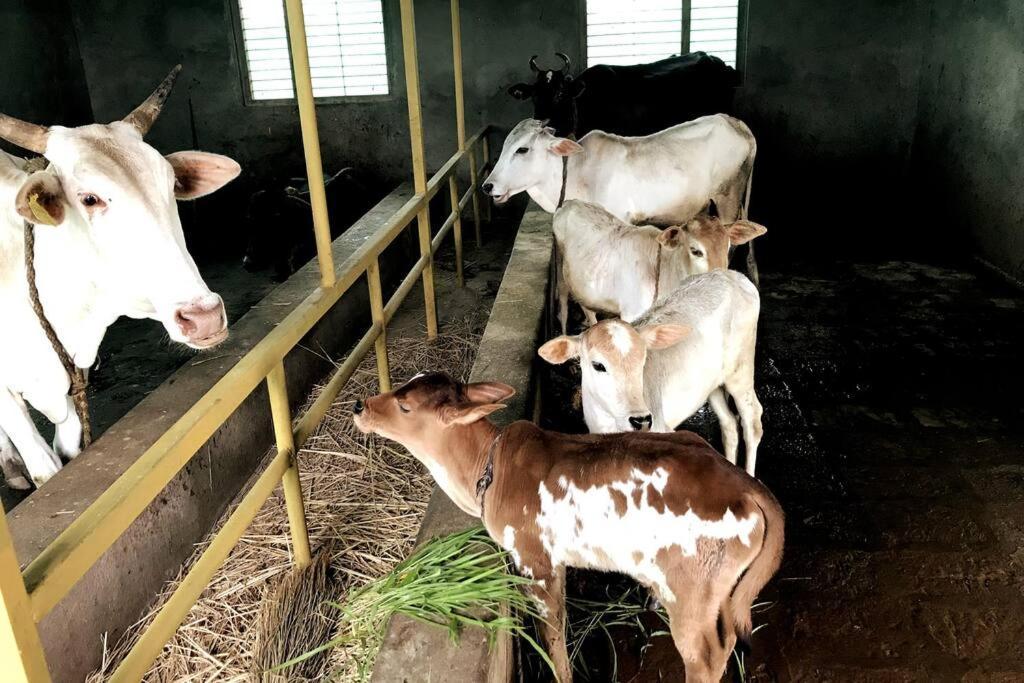 Willa Mars Jungle Adventure Stud Farm With Private Jacuzzi Narsinge Zewnętrze zdjęcie