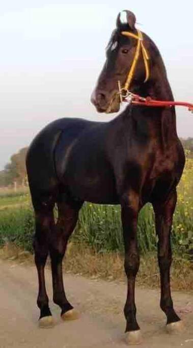 Willa Mars Jungle Adventure Stud Farm With Private Jacuzzi Narsinge Zewnętrze zdjęcie