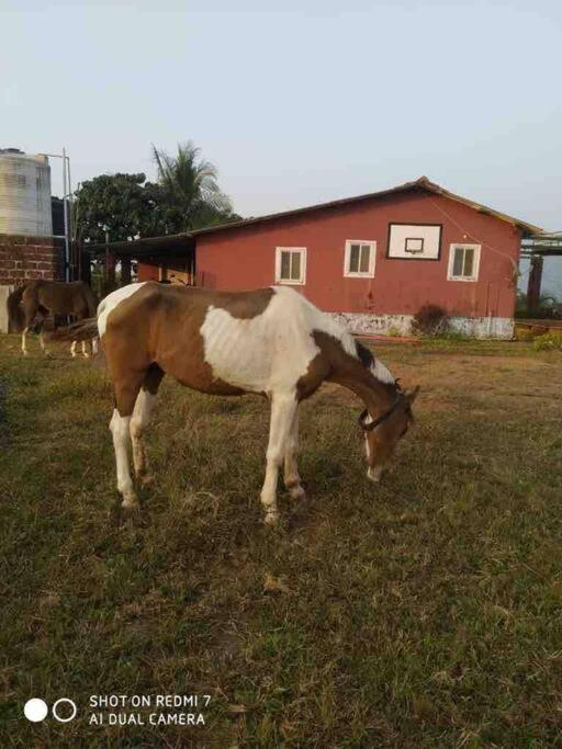 Willa Mars Jungle Adventure Stud Farm With Private Jacuzzi Narsinge Zewnętrze zdjęcie